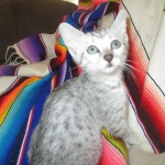 Tiye, Egyptian Mau, silver, female, DOB 7-2-18