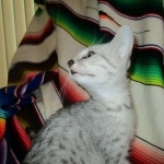 Tiye, Egyptian Mau, silver, female, DOB 7-2-18