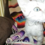 Tiye, Egyptian Mau, silver, female, DOB 7-2-18