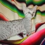 Tiye, Egyptian Mau, silver, female, DOB 7-2-18