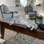 Tiye, Egyptian Mau, silver, female, DOB 7-2-18