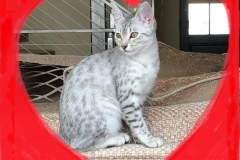 Tabitha Mau Silver female light DOB 10-4-18