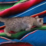 Mau, Silver, Female, DOB 10-4-18