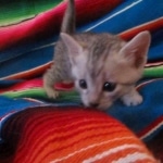 Mau, Silver, Female, DOB 10-4-18