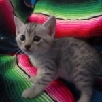 Mau, Silver, Female, DOB 10-4-18