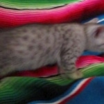 Mau, Silver, Female, DOB 10-4-18