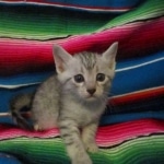 Mau, Silver, Female, DOB 10-4-18