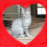 Tabitha, Mau, Silver, Female, DOB 10-4-18