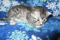 Archimedes,( Archie) Mau Silver Male #1 darker DOB 3-23-18