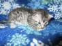 Archimedes,( Archie) Mau Silver Male #1 darker DOB 3-23-18