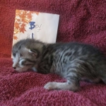 Mau, Silver, Male DOB 3-23-18