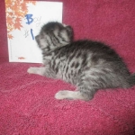 Mau, Silver, Male DOB 3-23-18