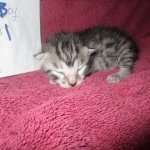 Mau, Silver, Male DOB 3-23-18