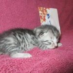 Mau, Silver, Male DOB 3-23-18