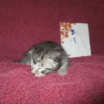 Mau, Silver, Male DOB 3-23-18