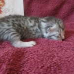 Mau, Silver, Male DOB 3-23-18