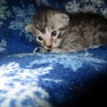 Mau, Silver, Male DOB 3-23-18