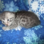 Mau, Silver, Male DOB 3-23-18