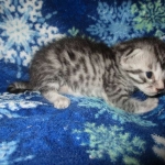 Mau, Silver, Male DOB 3-23-18