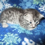 Mau, Silver, Male DOB 3-23-18