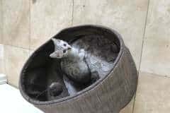 Chance Mau Silver Male #1 darker DOB 5-7-17