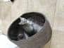 Chance Mau Silver Male #1 darker DOB 5-7-17