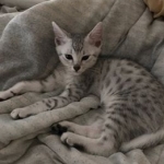 Chance, Mau, Silver, Male DOB 5-7-17