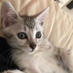 Chance, Mau, Silver, Male DOB 5-7-17