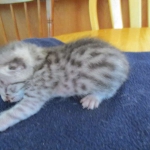 Mau, Silver, Male DOB 5-7-17