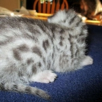 Mau, Silver, Male DOB 5-7-17