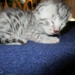 Mau, Silver, Male DOB 5-7-17