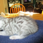 Mau, Silver, Male DOB 5-7-17