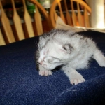 Mau, Silver, Male DOB 5-7-17