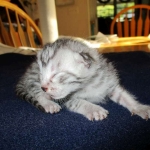 Mau, Silver, Male DOB 5-7-17