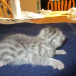 Mau, Silver, Male DOB 5-7-17