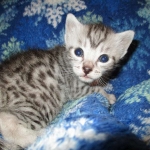Mau, Silver, Male DOB 5-7-17