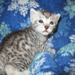 Mau, Silver, Male DOB 5-7-17