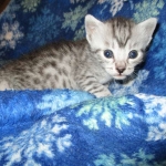 Mau, Silver, Male DOB 5-7-17
