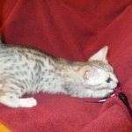 Mau, Silver, Male DOB 5-7-17