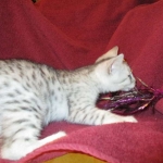 Mau, Silver, Male DOB 5-7-17