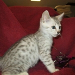 Mau, Silver, Male DOB 5-7-17