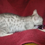 Mau, Silver, Male DOB 5-7-17