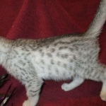 Mau, Silver, Male DOB 5-7-17