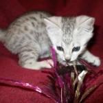 Mau, Silver, Male DOB 5-7-17