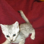 Mau, Silver, Male DOB 5-7-17