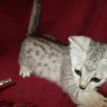 Mau, Silver, Male DOB 5-7-17