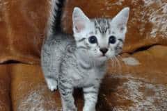 Mau silver Male #1 DOB 11-3-22