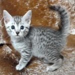 Mau silver Male  DOB 11-3-22