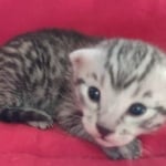 Mau silver Male  DOB 11-3-22