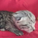 Mau silver Male  DOB 11-3-22